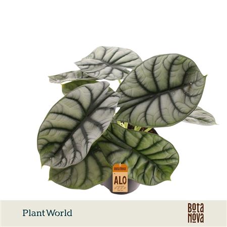 Alocasia Nebula Silver Compacta