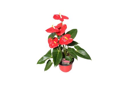 Anth An Aloha Red 4+