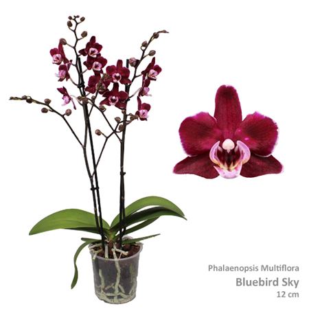 Phal Multi 2st Chacha 30+ (pannekoek)