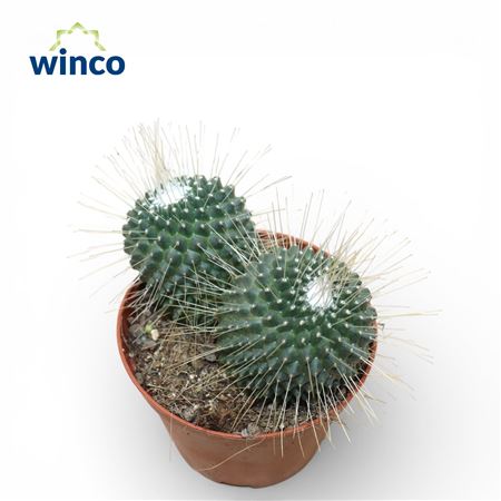 Mammillaria Spinosisima Un Pico (group)