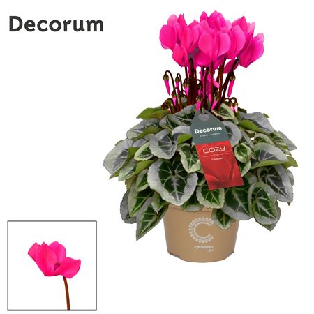 Cyclamen Picasso Pink Cozy (decorum)