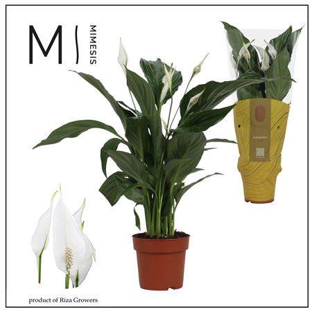 Spath Sweet Ricardo 5+ (mimesis)