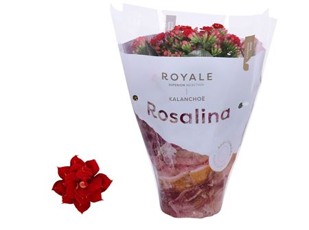 Kal Ros Royale Justino Red