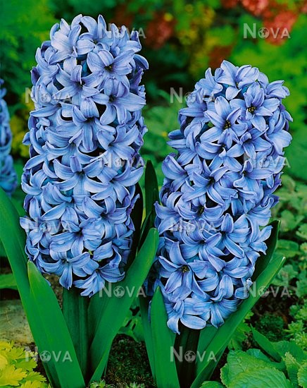 Гиацинт садовый Дельфт Блу