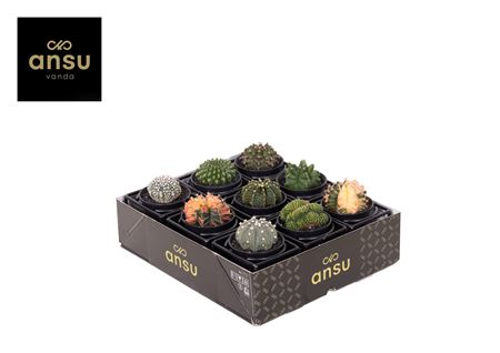 Cactus Mix In Design Frame