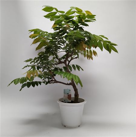 Wisteria Bonsai