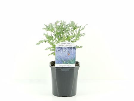 Perovskia Atr Blue Spire