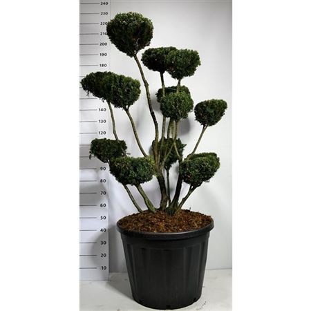 Taxus Media Hicksii