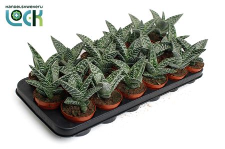 Aloë Variegata