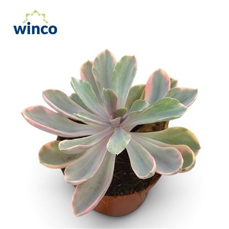 Echeveria Rainbow