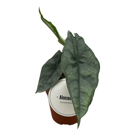 Alocasia Het. Dragons Breath