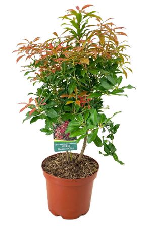 Pieris Mountain Fire