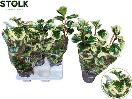 Peperomia On Reck