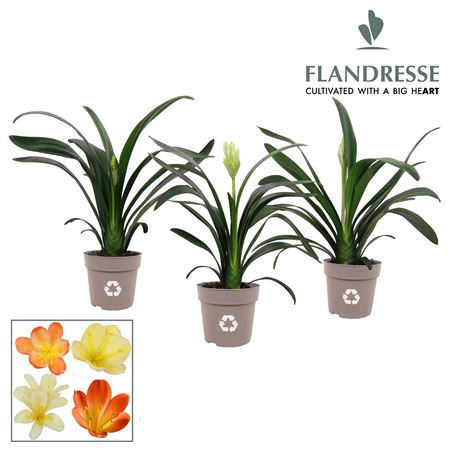 Clivia Mix