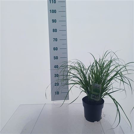 Pennisetum Alop Viridescens