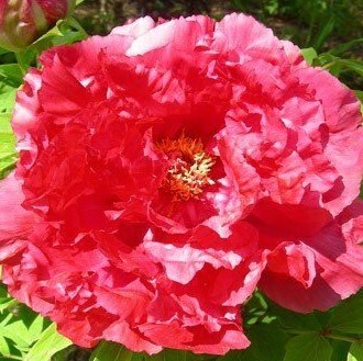 Пион древовидный Восход Солнца в тубе