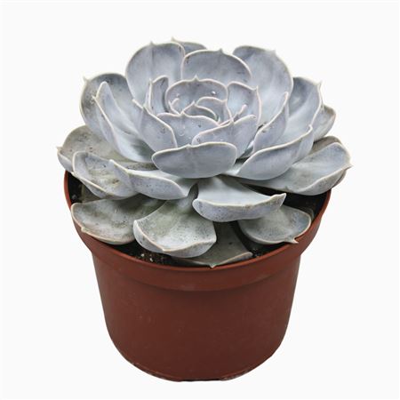 Echeveria Lila China 17 Cm