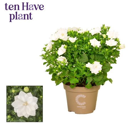 Campanula Iso Dublin White