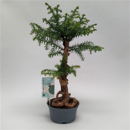 Araucaria Cunninghamii Bonsai Teeltpot 14 Cm