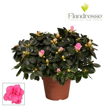 Azalea Pink Flandresse