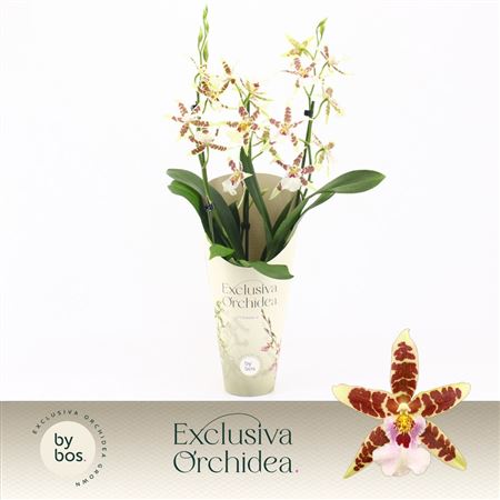 Cambria 3st White Renaissance Exclusiva Orchidea P
