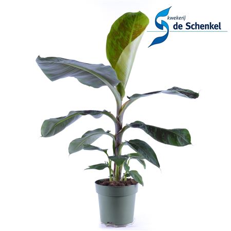 Musa Cavendish