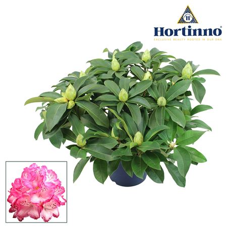 Rhododendron Hortinno Garden Xxl Green