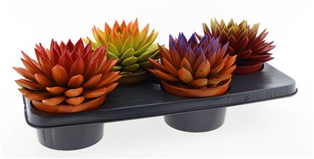 Echeveria Rainbow Bicolor