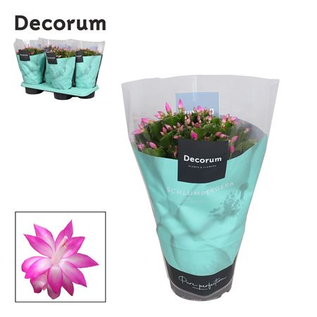 Schlumbergera Pink Cyber In Sleeve (decorum)