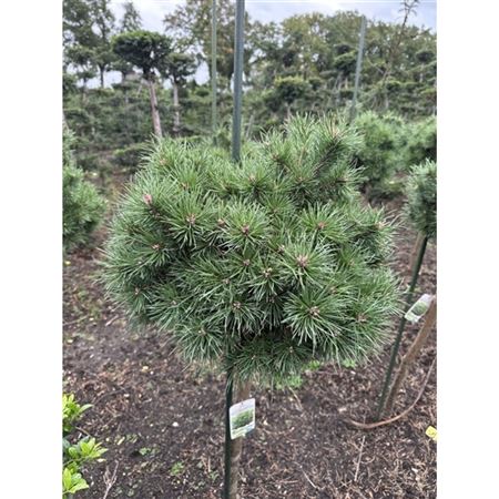 Pinus Sylv Sandringham On Stem