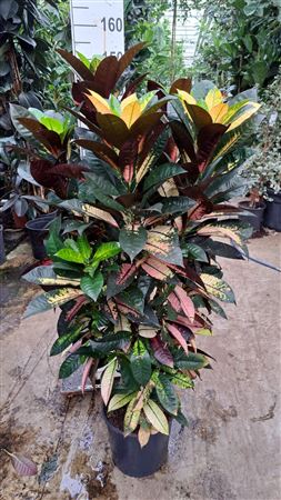 Codiaeum Variegatum Iceton