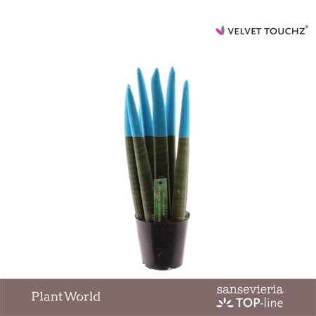 Sansevieria Velvet Touchz Blue