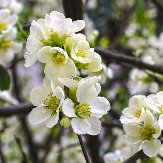 Хеномелес (Айва) превосходная Джет Трейл