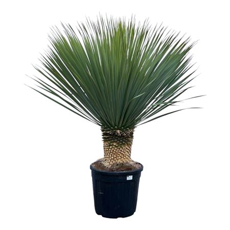 Yucca Rostrata P45 130cm