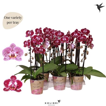 Phal Casc Mutant Purp Spec