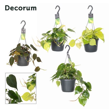 Philodendron Scandens Mixed