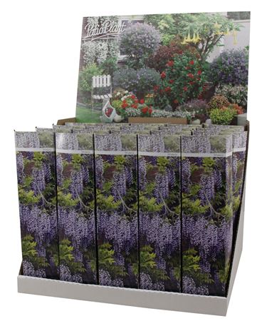 Wisteria Blue