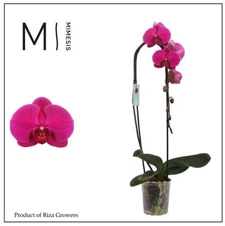 Phalaenopsis Flow Flamingo 1 Spike - 12cm | Mimesi