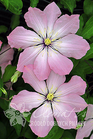 Клематис гибридный Айн-Нор