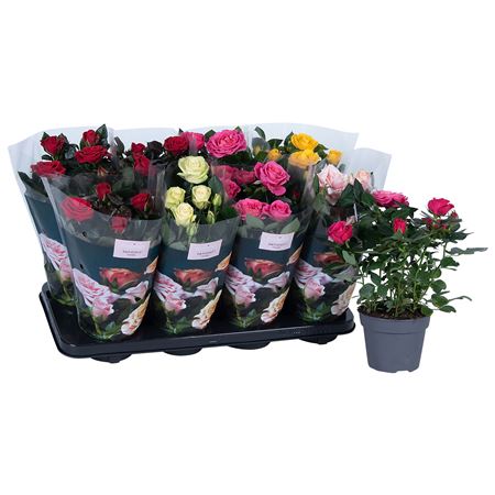 Rosa Patio Mix