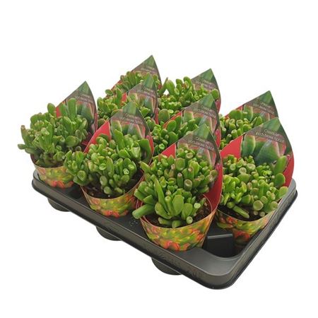 Crassula Portulacea Hobbit Potcover