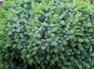 Ель сербская Тремония штамб