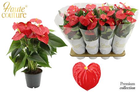 Anthurium 14 Cm Esudo In Haute Couture Sleeve