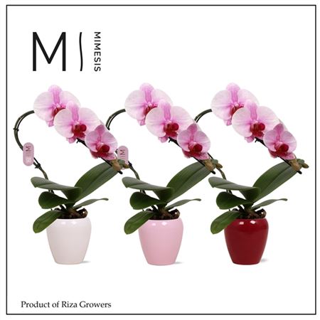 Phal Swan 1st Blush In Mix Ceramic (mimesis)