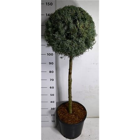 Cupressus Arizonica On Stem