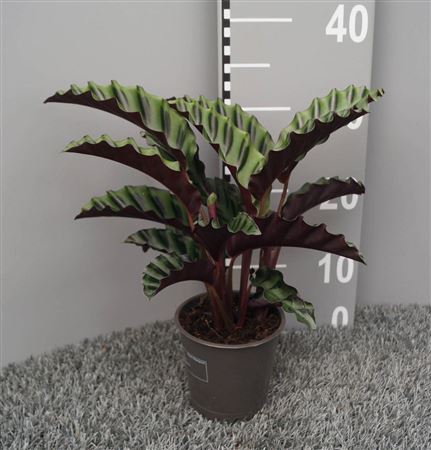 Calathea Velvet Glory