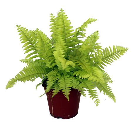 Nephrolepis Blonde