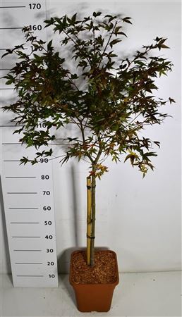 Acer Palm Beni-maiko On Stem