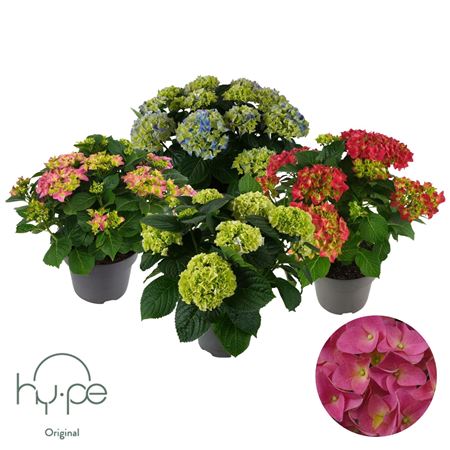 Hydrangea Ma Mophead Mix 10+ (hy-pe)
