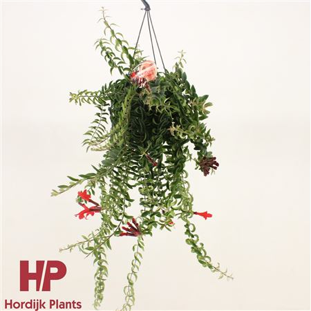Aeschynanthus Twister Hanging Pot